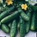 Cucumbers varieties Dezdemona F1 Photo and characteristics