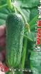 Cucumbers varieties La Bella F1 Photo and characteristics