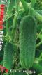 Cucumbers varieties Korinna Photo and characteristics