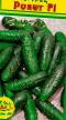 Cucumbers varieties Roket F1 Photo and characteristics