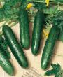 Cucumbers varieties Khehlli F1 Photo and characteristics
