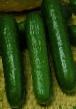 Cucumbers  Princ F1 grade Photo