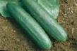Cucumbers  Slajjs King F1 grade Photo