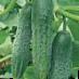 Cucumbers  Alyans Plyus F1 grade Photo