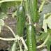 Cucumbers varieties Aragac F1 Photo and characteristics