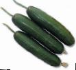 Cucumbers  Infiniti F1 grade Photo
