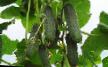 Cucumbers  Kibriya F1 grade Photo