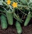 Cucumbers varieties Komponist F1 Photo and characteristics