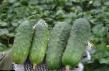 Cucumbers varieties Regal F1 Photo and characteristics
