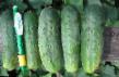 Cucumbers varieties Royal F1 Photo and characteristics
