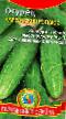 Cucumbers varieties Karelskijj plyus F1 Photo and characteristics