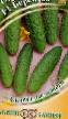 Cucumbers varieties Berendejj F1 Photo and characteristics