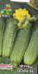 Cucumbers  Esaul F1 grade Photo