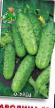 Cucumbers varieties Karolina F1 Photo and characteristics
