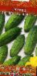 Cucumbers varieties Kupec Batyushka Photo and characteristics