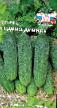 Cucumbers varieties Divo Divnoe F1 Photo and characteristics