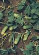 Краставици  Литл Лиф (маленький лист) сорт снимка