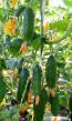 Cucumbers varieties Makhaon F1 Photo and characteristics