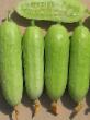 Cucumbers varieties Belka F1 Photo and characteristics