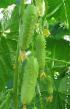 des concombres  Strelka F1 l'espèce Photo