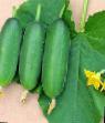 Cucumbers varieties Bazar F1 Photo and characteristics