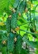 des concombres  Azbuka F1 l'espèce Photo