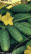 Cucumbers varieties Yanus F1 Photo and characteristics