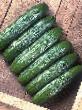 Cucumbers  Vavilon F1 grade Photo