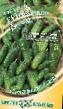 Cucumbers varieties Babushkin vnuchok F1 Photo and characteristics