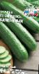 Cucumbers  Okonno-balkonnyjj F1 grade Photo
