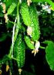 des concombres les espèces Volzhskijj  Photo et les caractéristiques