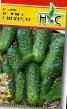 Cucumbers varieties Sigurd F1  Photo and characteristics