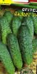 Cucumbers varieties Palych F1  Photo and characteristics
