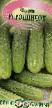 Cucumbers  Rodnichok F1 grade Photo