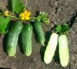 Cucumbers varieties Sokolik Photo and characteristics