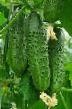 Cucumbers varieties Gravina F1 Photo and characteristics