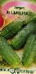 Cucumbers varieties Semkross F1 Photo and characteristics