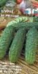 des concombres les espèces Rikhter F1 Photo et les caractéristiques