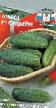 Cucumbers varieties Saleri F1 Photo and characteristics