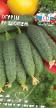 Cucumbers varieties Shopen F1 Photo and characteristics