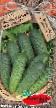 Cucumbers varieties Malosolnyjj Khrustec F1 Photo and characteristics