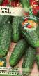 Cucumbers varieties Okunek F1 Photo and characteristics