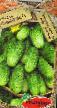 Cucumbers varieties Pervachok F1 Photo and characteristics