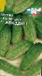 Cucumbers varieties Aladdin F1 Photo and characteristics