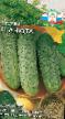 Cucumbers varieties Anyuta F1 Photo and characteristics
