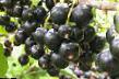 Френско грозде сортове Ажурная снимка и характеристики