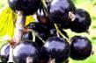 Френско грозде  Киевский великан сорт снимка