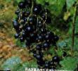 Vinbär sorter Belorusskaya sladkaya  Fil och egenskaper