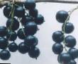 Vinbär sorter Sevchanka  Fil och egenskaper