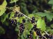 Френско грозде  Бинар (Память Павловой) сорт снимка